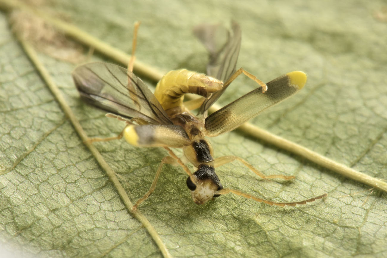 Cantharidae: Malthinus sp.?  S, Malthinus cfr. fasciatus